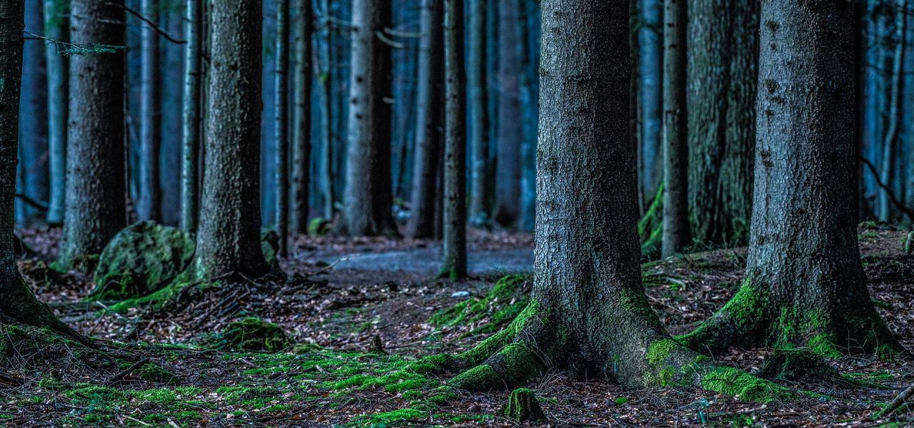 Naturfotografie Fotograf Tobias Büttner Bayerischer Wald