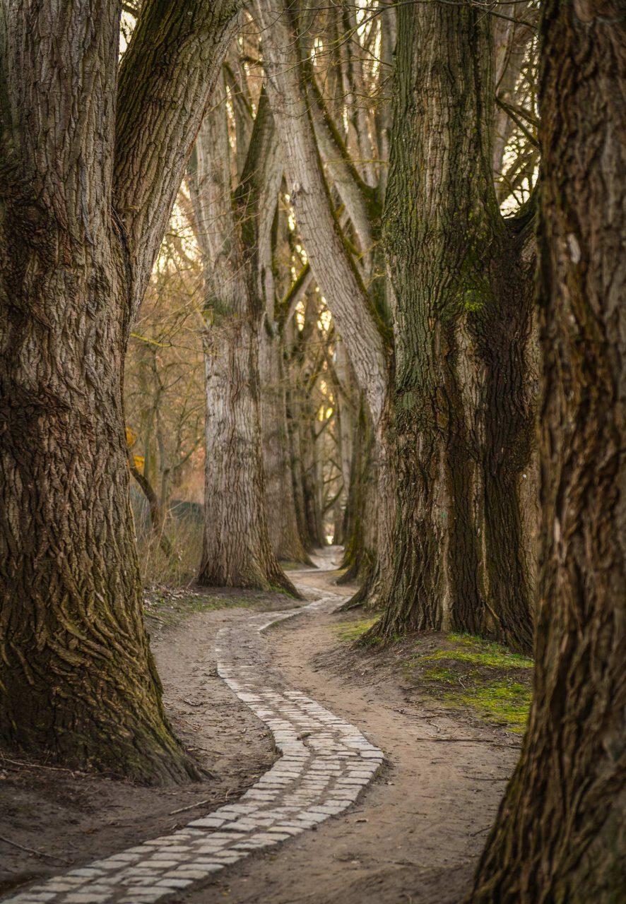 Naturfotografie Fotograf Tobias Büttner