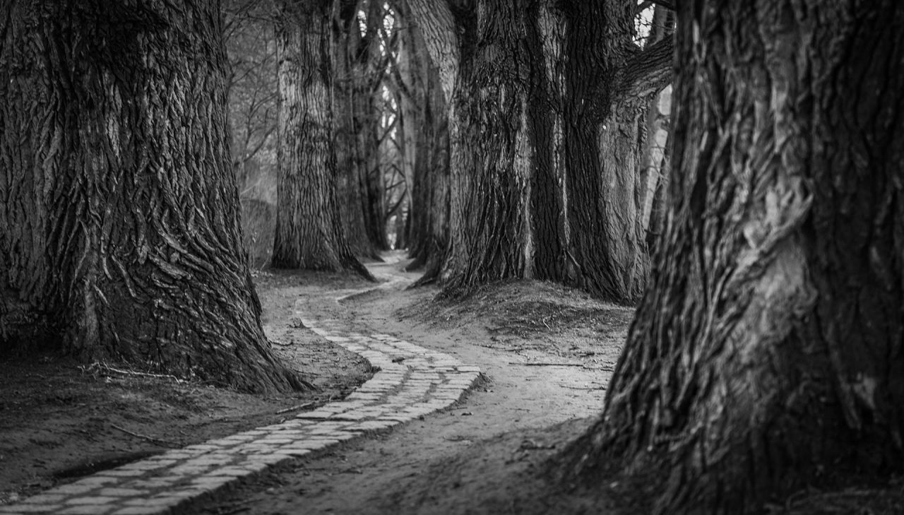 Naturfotografie Fotograf Tobias Büttner