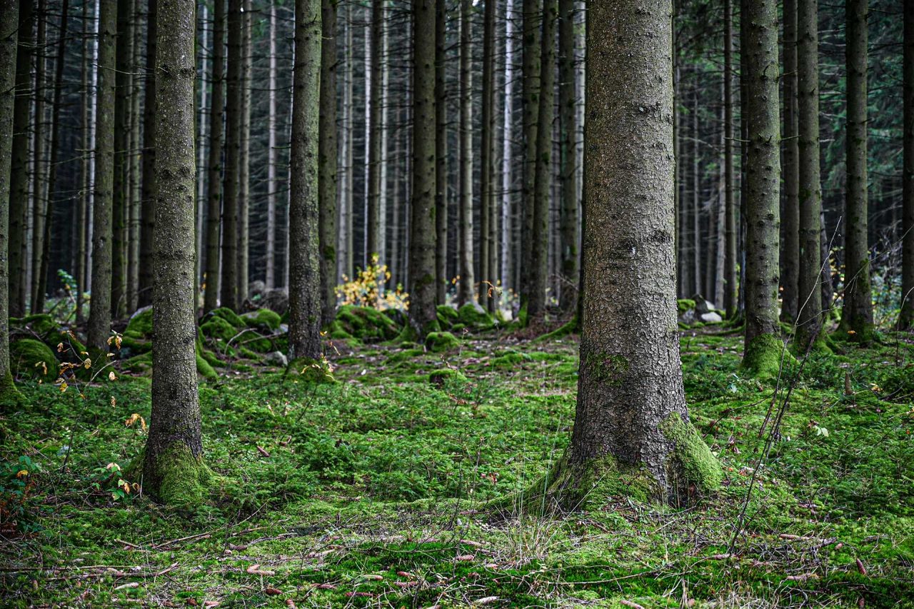 Naturfotografie Fotograf Tobias Büttner