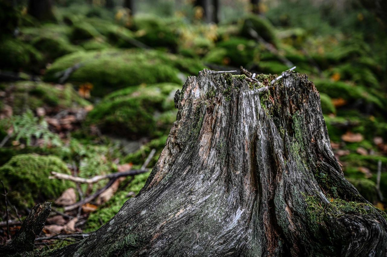 Naturfotografie Fotograf Tobias Büttner