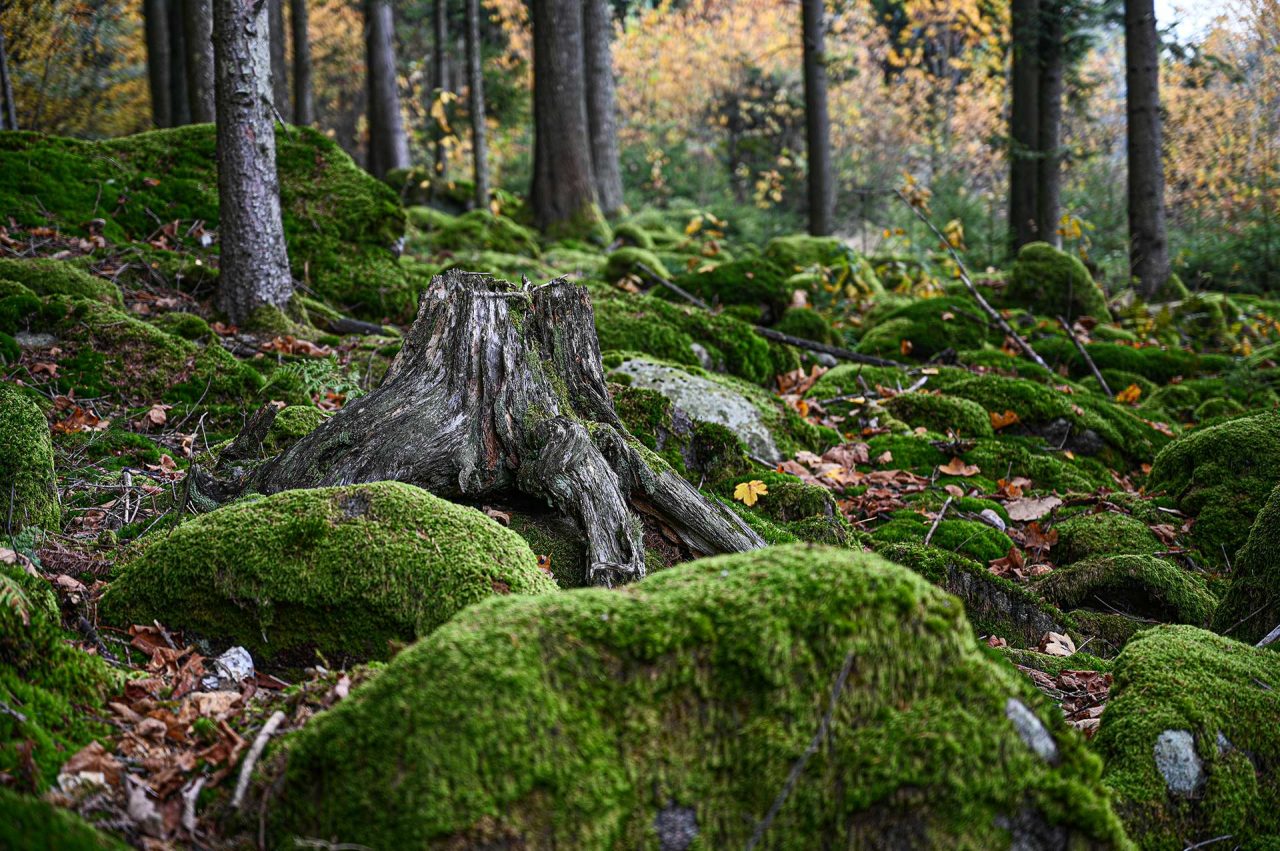 Naturfotografie Fotograf Tobias Büttner