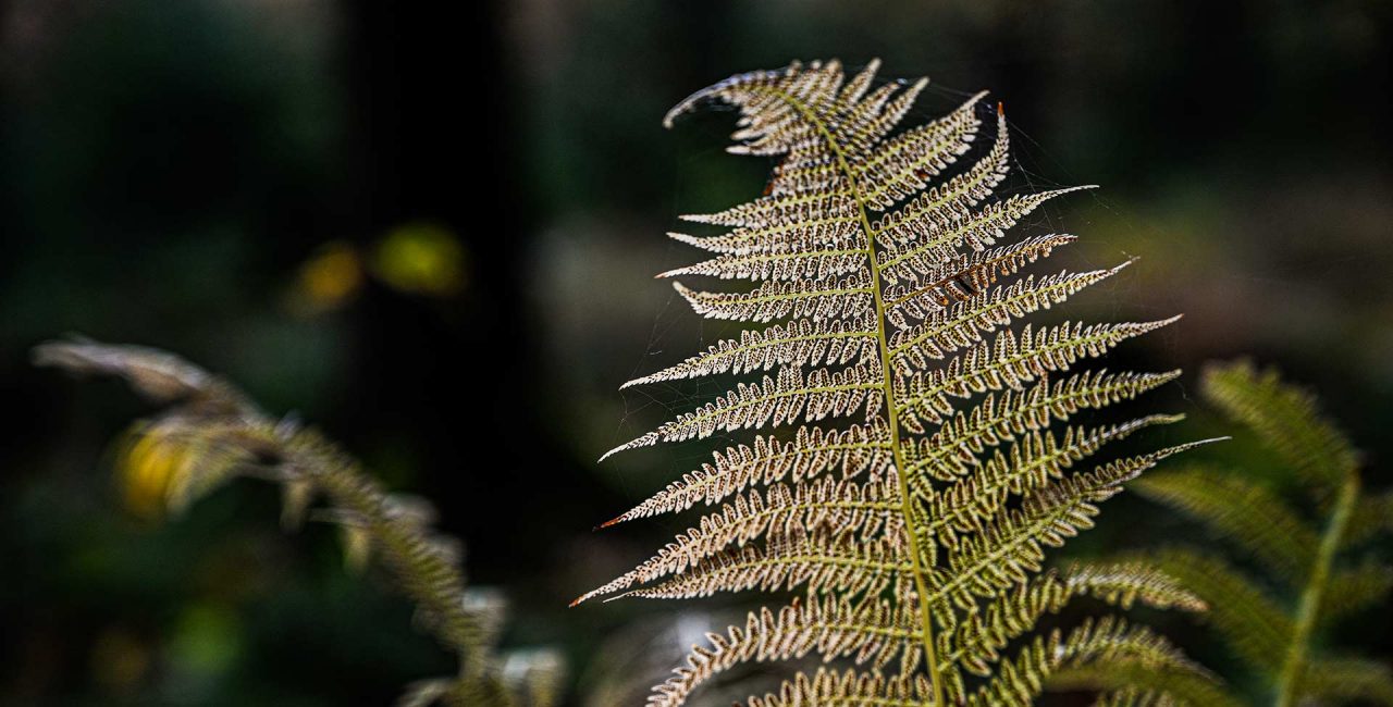 Naturfotografie Fotograf Tobias Büttner