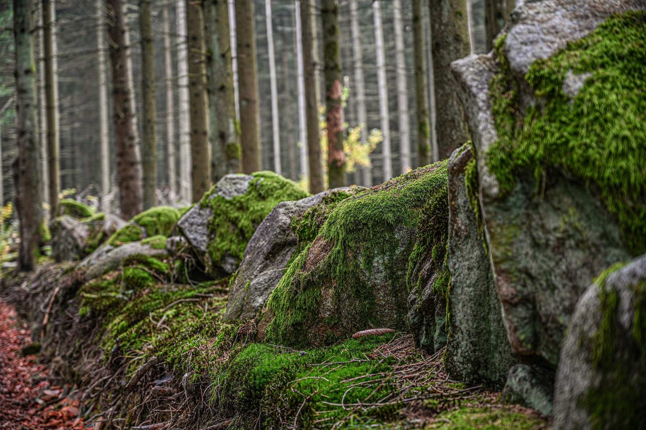 Naturfotografie Fotograf Tobias Büttner