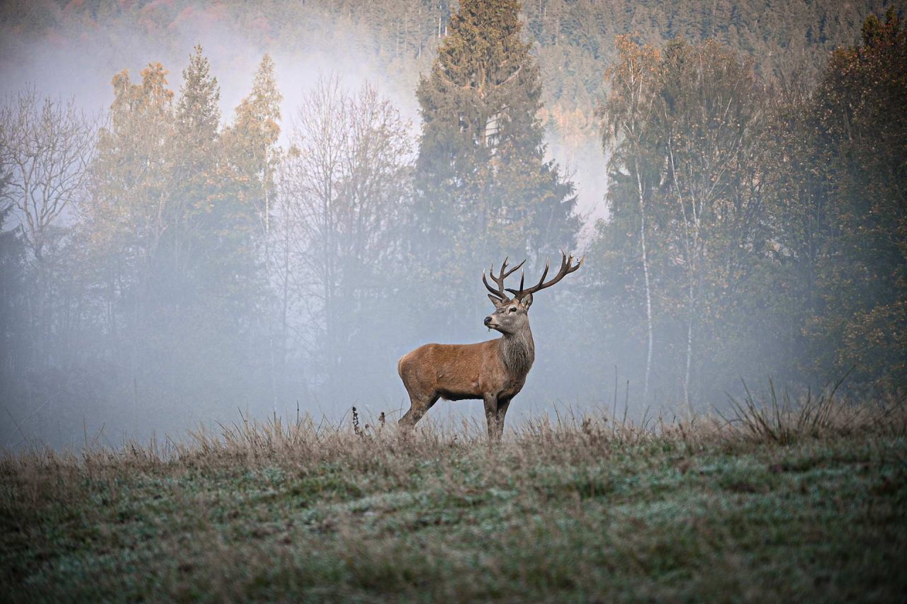 Naturfotografie Fotograf Tobias Büttner Hirsch
