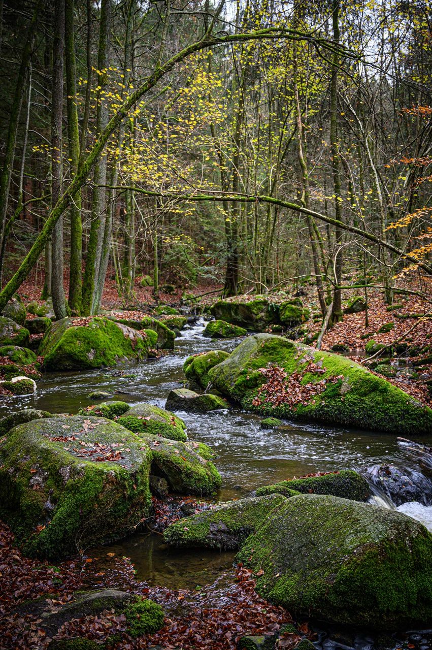 Naturfotografie Fotograf Tobias Büttner Herbstlandschaft Höllbachtal