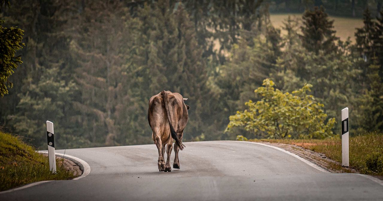Naturfotografie Fotograf Tobias Büttner