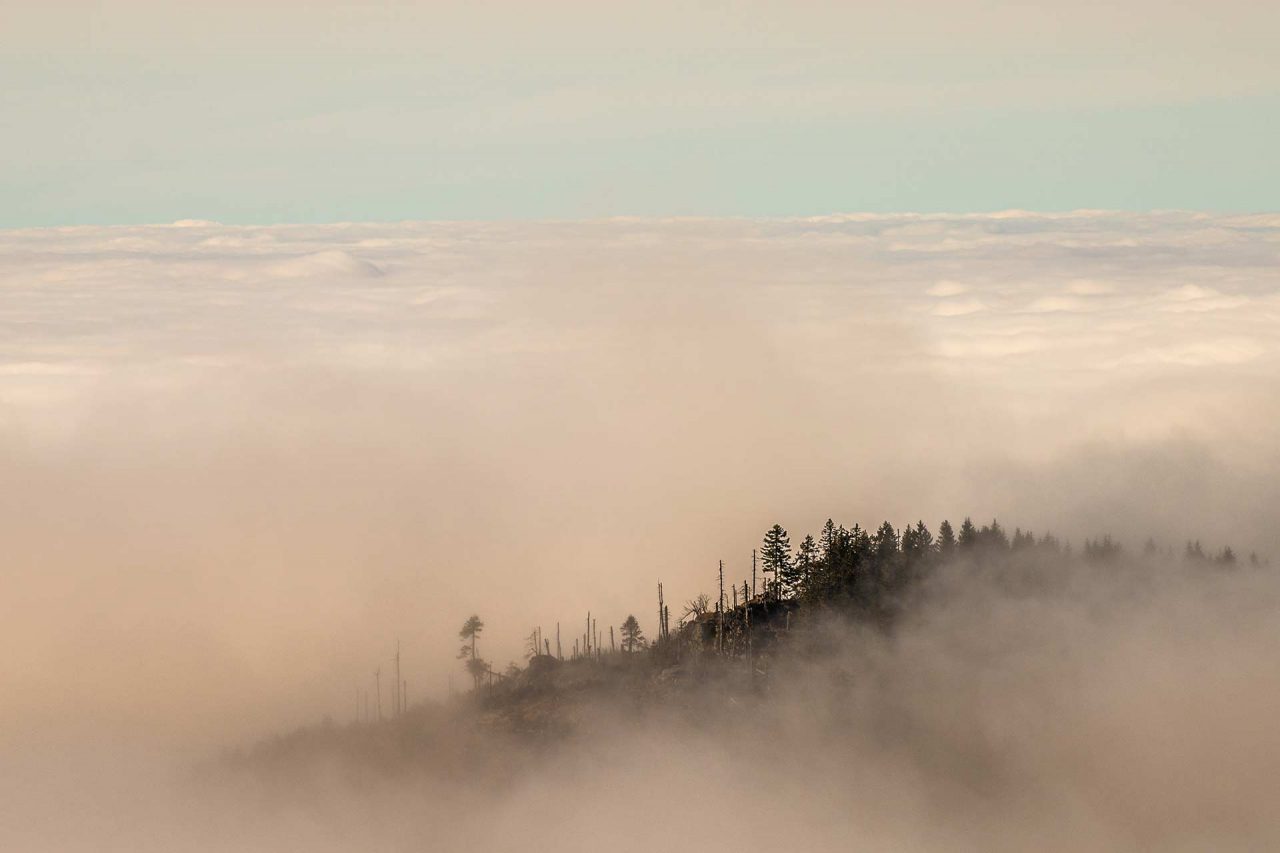 Naturfotografie Fotograf Tobias Büttner Bayerischer Wald