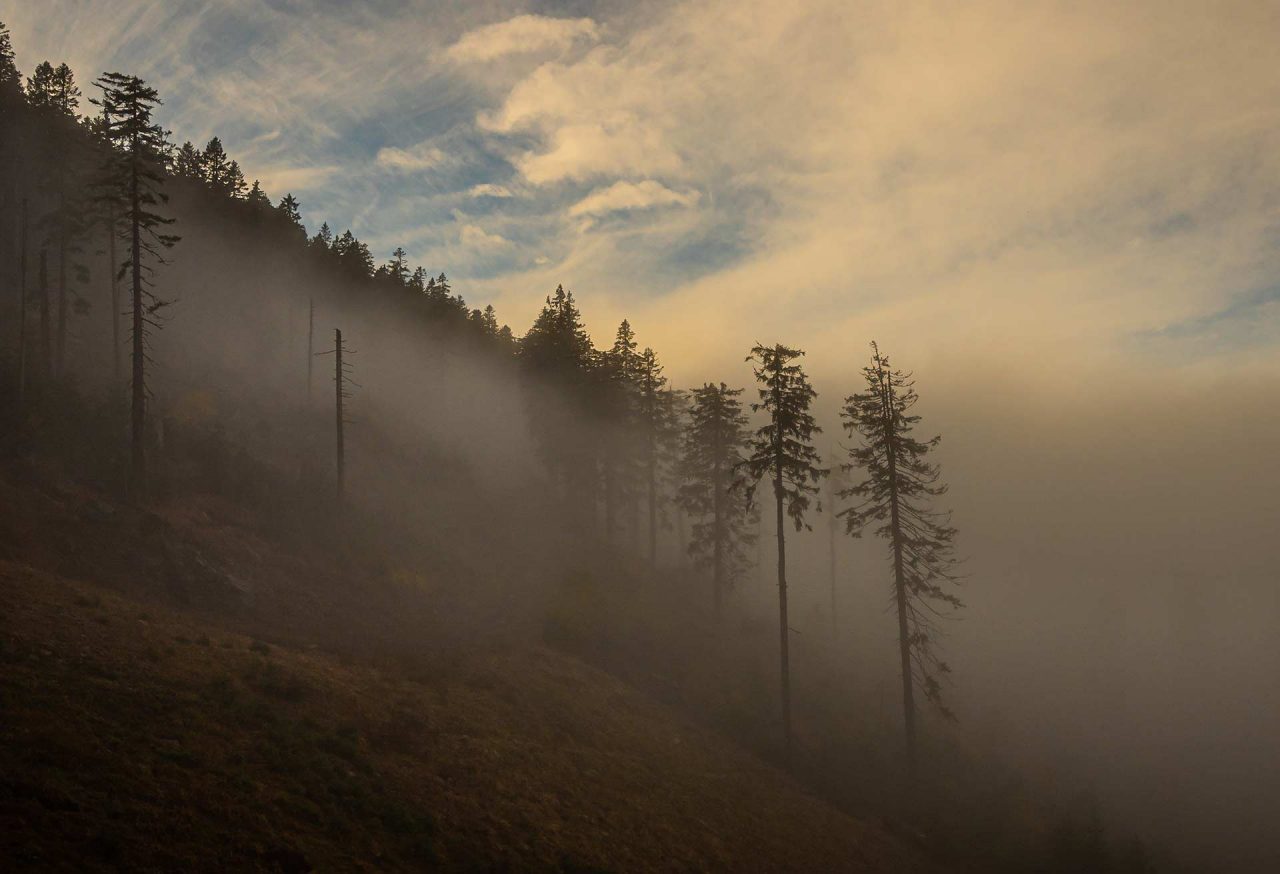 Naturfotografie Fotograf Tobias Büttner Bayerischer Wald